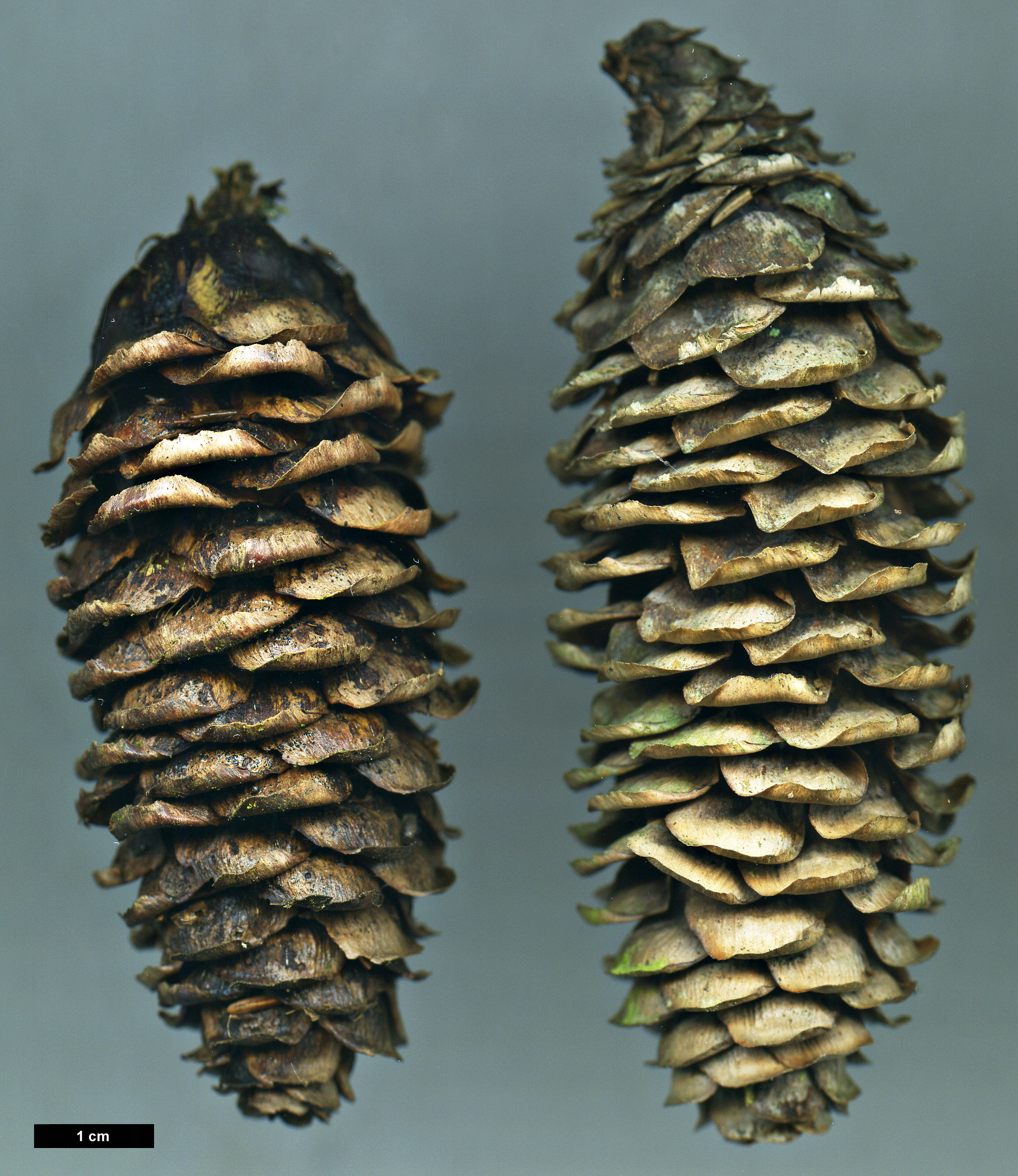 High resolution image: Family: Pinaceae - Genus: Picea - Taxon: alcoquiana - SpeciesSub: var. reflexa High resolution image: Family: Pinaceae - Genus: Picea - Taxon: alcoquiana - SpeciesSub: var. reflexa